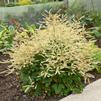 Aruncus dioicus 'Chantilly Lace'