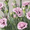 Dianthus 'Early Bird Fizzy'