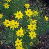 Coreopsis verticillata 'Moonbeam'