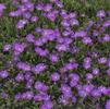 Delosperma 'John Proffitt Table Mountain'