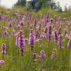 Liatris aspera