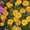 Coreopsis grandiflora 'Presto'