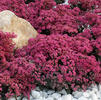 Sedum 'Dazzleberry'