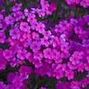 Phlox 'Cloudburst'