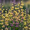 Baptisia 'Pink Lemonade'