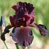 Iris 'War Chief'