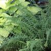 Athyrium filix-femina 'Victoriae'