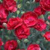 Dianthus 'Electric Red'