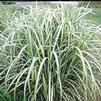 Miscanthus sinensis 'Cabaret'