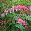 Dicentra spectabilis