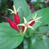 Spigelia marilandica