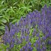 Salvia nemorosa 'Marcus'