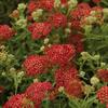 Achillea millefolium 'Paprika'