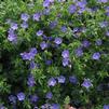 Geranium 'Brookside'