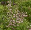 Baptisia 'Pink Truffles'