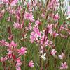 Gaura lindheimeri 'Siskiyou Pink'