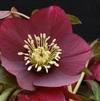 Helleborus 'Ruby Wine'