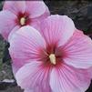 Hibiscus 'Starry Starry Night'