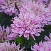 Monarda x didyma 'Pink Frosting'