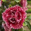 Alcea rosea 'Fiesta Time'