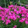 Phlox 'Kung Fuchsia'