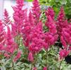 Astilbe japonica 'Elizabeth van Veen'