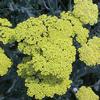 Achillea 'Moonshine'