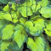 Hosta 'Old Glory'