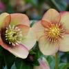 Helleborus 'Apricot Blush'