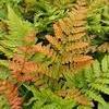 Dryopteris erythrosora 'Brilliance'