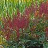 Astilbe japonica 'Montgomery'