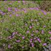 Geranium sanguineum 'New Hampshire Purple'