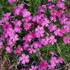 Phlox subulata 'Drummon's Pink'