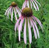 Echinacea pallida