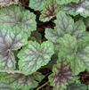 Heuchera americana 'Dale's Strain'