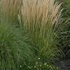 Calamagrostis arundinacea 'Karl Foerster'