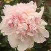 Paeonia lactiflora 'Raspberry Sundae'