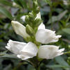 Chelone glabra 'Black Ace'