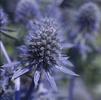 Eryngium planum 'Blue Glitter'