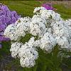 Phlox paniculata 'Opening Act White'