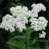 Achillea millefolium