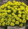 Sedum kamtschaticum 'Weihenstephaner Gold'