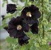 Alcea rosea 'Blacknight'