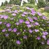 Stokesia laevis 'Peachie's Pick'