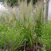 Calamagrostis brachytricha