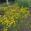 Coreopsis tripteris