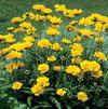 Coreopsis grandiflora 'Early Sunrise'