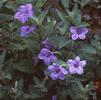 Ruellia humilis