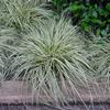 Carex hachijoensis 'Evergold'