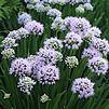 Allium 'Summer Peek-A-Boo'